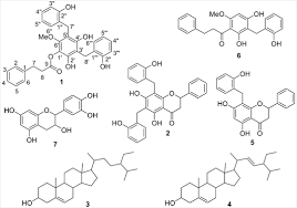 Image result for Sphaerocoryne gracilis