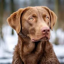 Image result for chesapeake bay retrívr