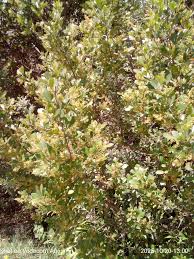 Image result for Searsia pyroides