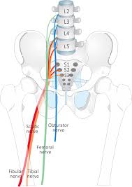 El Reflujo Completo Del Extasis Hacia La Totalidad Del Organismo Es Lo Que Constituye La Gratifi Medical Anatomy Human Anatomy And Physiology Nerve Anatomy