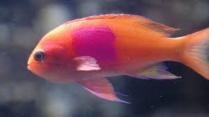 There's quite a display of neon greens, reds, and oranges going on underneath the surface. Orange Fish With Pink Spot Orange Fish Fish Orange
