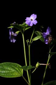 Image result for Browallia americana