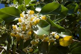 Image result for Calophyllum inophyllum