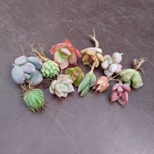 Place the pot in a bright location but away from direct it is not the best time to propagate during a heatwave. Succulents For Sale Cuttings Seeds Plants Sunnyplants Com