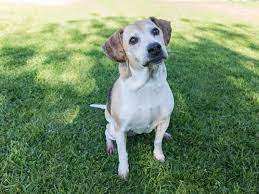 We did not find results for: Long Beach Pets Of The Week Dora And Bunny Need Your Help Press Telegram