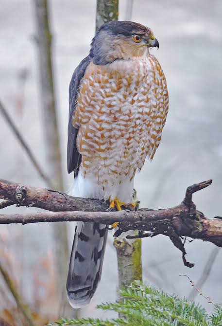 The Cooper's hawk - Farm and Dairy