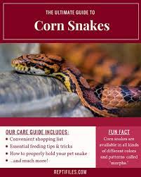 Corn Snakes Are A Nonvenomous Terrestrial Species Of Constricting Snake Native To The Southeastern United States Parts Of Mexico A Corn Snake Snake Pet Snake