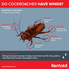 These insects are capable of flying significant distances and are often drawn to light. Do Cockroaches Fly Rentokil Indonesia