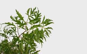 Image result for Polyscias