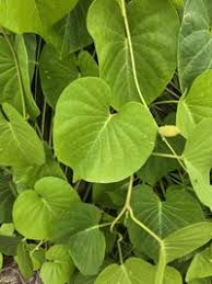Image result for Ipomoea violacea