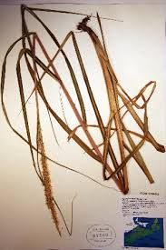 Image result for Sporobolus sanguineus