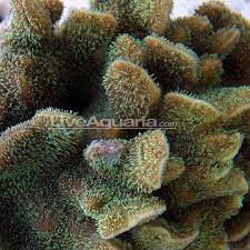 Pin On Addicting Reef