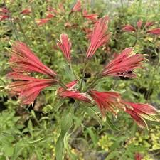 Image result for Alstroemeria pulchella