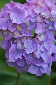 750 Hydrangea Pictures Hq Download Free Images On Unsplash Hydrangea Picture Flower Pictures Purple Flowering Plants