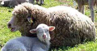 Sopravissana Sheep Sheep Breeds Sheep Sheep And Lamb