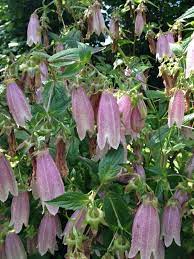 Garden Answers Plant Identification Plant Identification Campanula Punctata Plants