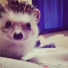 20 Enchanting Facts About Hedgehogs Cute Hedgehog Worlds Cutest Animals Cute Animal Pictures