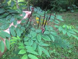 Image result for Indigofera lydenburgensis