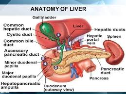 The liver consists of four lobes, which are each made up of eight sections and thousands of lobules (or small lobes). Mbbs Made Easy Anatomy Of Liver Facebook