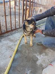 Adam 3 Year Old Male Cross Breed Cutedogs Cute Dogs Dog Pets Babblepets With Images Cute Dogs Dogs Pets