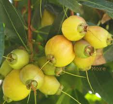 Image result for Syzygium jambos
