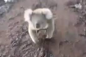 Have fun making trivia questions about swimming and swimmers. This Video Of A Bloodthirsty Koala Chasing A Woman Is Terrifying And Hilarious