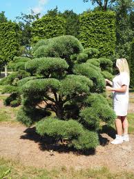 Baumschule Niedersachsen Badzwischenahn Ammerland Landschaftsarchitektur Landschaftsarchitekten Garten Mad In 2020 Japanischer Garten Landschaftsgartner Garten