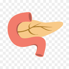 Pancreas Png Images Pngwing Kisscartoon watch cartoon online free in high quality. pancreas png images pngwing
