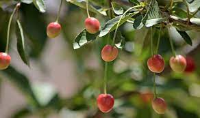 And what a sweet fruit she is! White Gold Cherry Tree Zone 4 7 Cherry Tree Cherry Sour Cherry