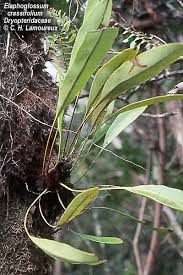 Image result for Elaphoglossum spathulatum