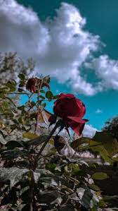 We did not find results for: 120 Rose Ideas In 2021 Rose Hair Braid Videos Sky Photography Nature