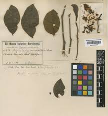 Image result for Surianaceae