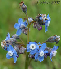 Image result for Rhipidoglossum eggelingii