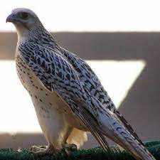 pin von sohail salem auf saker falcon hawks vogel
