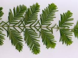 Bald cypress is not seen often in the northern landscape, per­haps due to the popularity of a similar looking tree, the dawn redwood (metasequoia glyptostroboides). Metasequoia Dawn Redwood Conifer Genus American Conifer Society