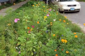 Maybe you would like to learn more about one of these? Creating A Backyard Meadow Simple Steps For Success Joe Gardener