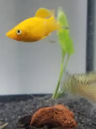 Best Types Of Paludarium Animals The Diy Vivarium Guide In 2020 Animals Shrimp Tank Fish Pet