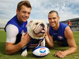 Sid the official western bulldogs mascot murlane kennels british bulldog. Sid Western Bulldogs Mascot Dies British Bulldog
