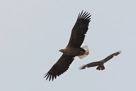 De zilverreiger, fuut, blauwborst en ijsvogel zijn op verschillende plekken in het nationaal park te zien. Boswachters Van De Biesbosch Lokken Zeearenden Met Dode Ree Dordrecht Bndestem Nl
