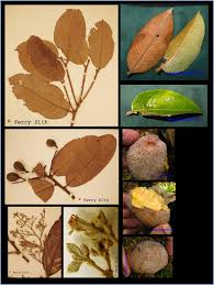 Image result for Parinari