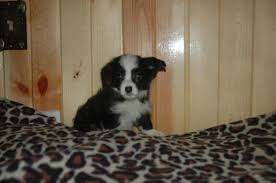 The 3rd largest of the great lakes; Corgi Poo Puppies Ready Now Puppies Corgi Poo