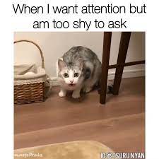 Fun Cat Funny Cat Dogs Dogs Aesthetic Dogs And Puppies Dogs Quotes Fun Funny Cute Baby Animals Cute Animals Funny Animals