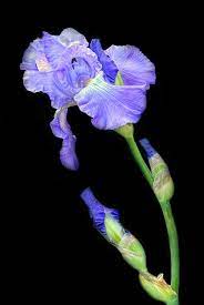 Bending Iris By Dave Mills Flower Painting Iris Flowers Flora Flowers