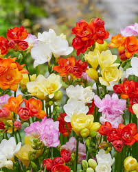 Image result for Freesia