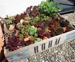 Sempervivum In Weinkiste Sempervivum Garten De Weinkiste