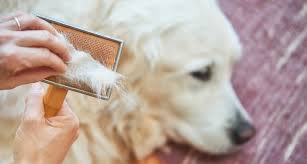 Kathryn primm, owner and practicing veterinarian at apple should you notice round, scaly patches of hair loss and irritation on your dog's skin, see your vet for diagnosis and treatment. Why Is My Old Dog Losing Hair Common Causes And Solutions Bechewy