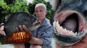 In river monsters, it appeared in season 1 episode 6 amazon flesh eaters. Jeremy Wade Catches Killer Goliath Tigerfish Tigerfish River Monsters Ù…ÙˆØ³ÙŠÙ‚Ù‰ Ù…Ø¬Ø§Ù†ÙŠØ© Mp3