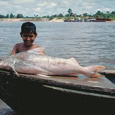 Catfish, any of the fishes of the order siluriformes. Extraordinary Migration Of Giant Amazon Catfish Revealed Amazon Rainforest The Guardian