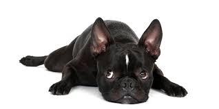 'best boston terrier breeders in california', 'california boston terrier breeders', 'boston terrier breeders in (ca)' this is a good place to start and hopefully our breeder directory will help you find a breeder. 1 Boston Terrier Puppies For Sale In Los Angeles Ca