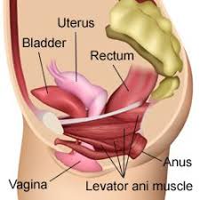 Pin On Pelvic Floor Love